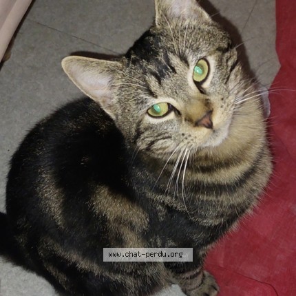 Photo 1/1 ace Chat perdu à Blainville Sur Orne