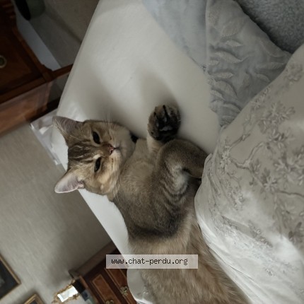 Photo de chat trouvé à Paris