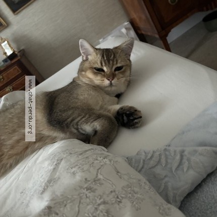 Photo 1/1 Chat trouvé Trouvé à Paris