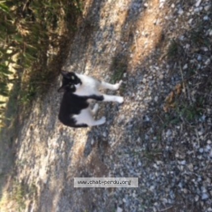 Photo 1/1 Chat trouvé Trouvé à Joux La Ville