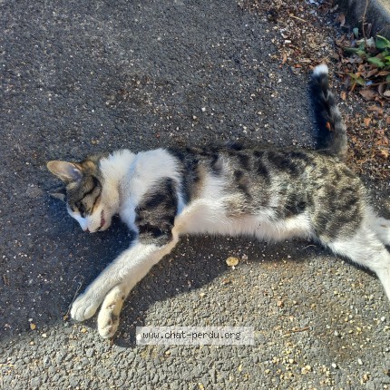 Photo de chat trouvé à Saint Yrieix La Perche