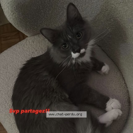 Photo 1/1 Gus Chat perdu à Saint Cloud