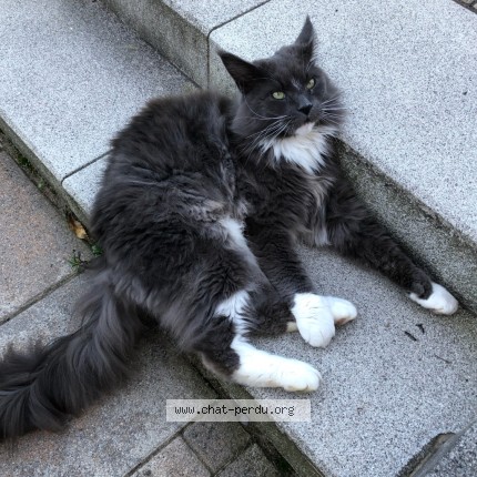 Photo de chat perdu à Castelnau De Medoc