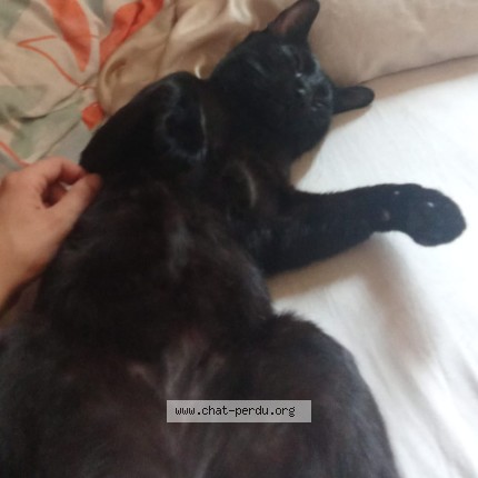 Photo 1/2 AURU Chat perdu à Bouillac