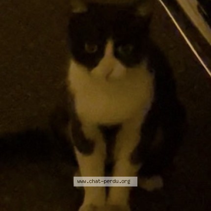 Photo de chat trouvé à Lyon