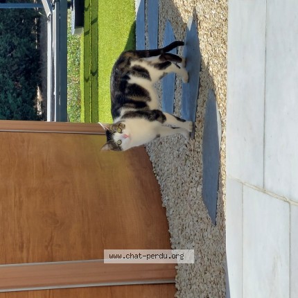 Photo de chat trouvé à Sainte Consorce