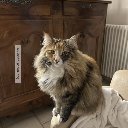 Photo 3/5 Volgane Chat perdu à Ormesson Sur Marne