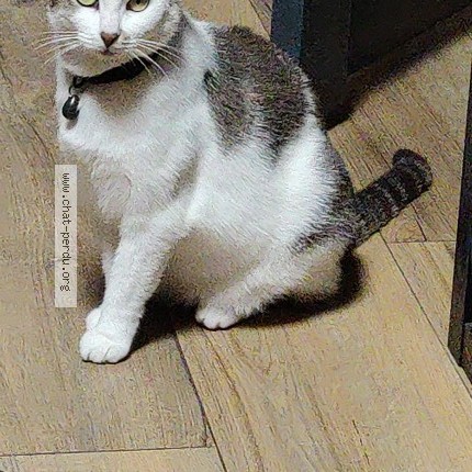 Photo 2/2 Chat retrouvé Perdu à Douai