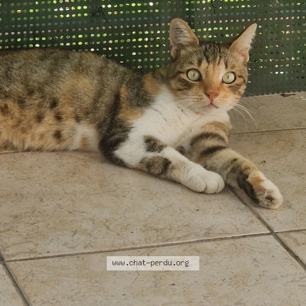 Photo 1/1 Chat trouvé Trouvé à Avignon