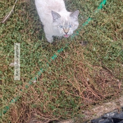 Photo 1/1 Chat trouvé Trouvé à Othis
