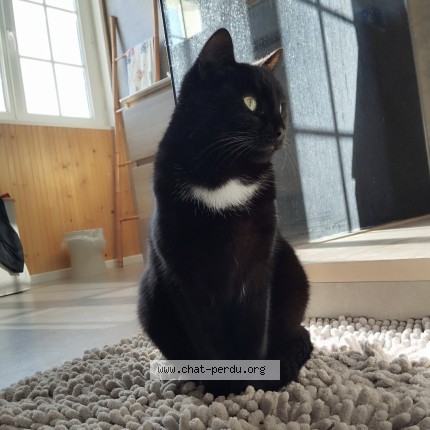 Photo 1/1 Timy Chat perdu à Villeurbanne