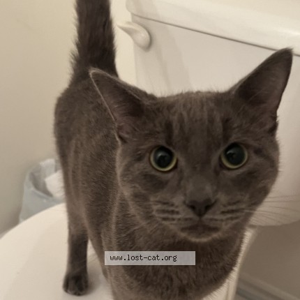 Photo de chat trouvé à Scarborough