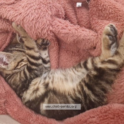 Photo de chat trouvé à Saint Hippolyte