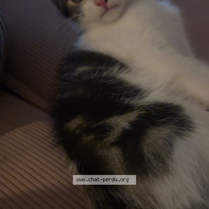Photo de chat perdu à Vandoeuvre