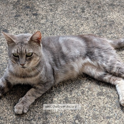 Photo 1/1 Chat trouvé Trouvé à Saint Lumine De Coutais