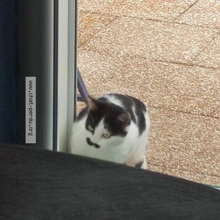 Photo 1/1 Chat trouvé Trouvé à Bruay La Buissiere