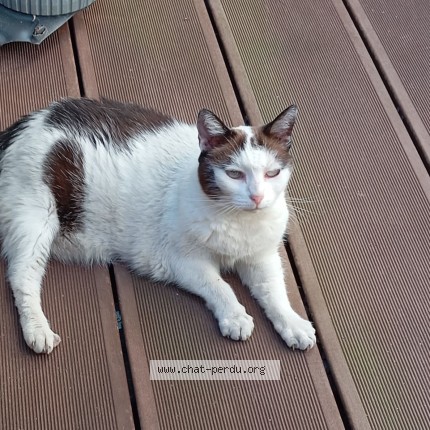 Photo 3/3 Crevette Chat perdu à Le Mans