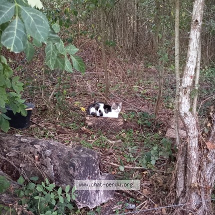 Photo 1/2 Chat trouvé Trouvé à Chandai