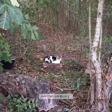 Photo 2/2 Chat trouvé Trouvé à Chandai