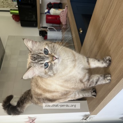 Photo 1/1 Zéphie Chat perdu à Roquevaire