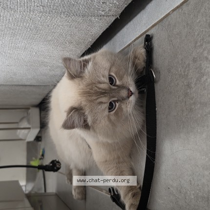 Photo 1/1 Chat retrouvé Trouvé à Bellegarde Sur Valserine