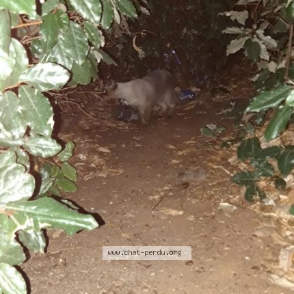 Photo 1/1 Chat trouvé Trouvé à Montpellier