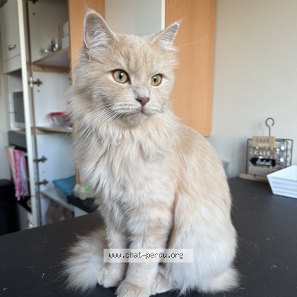Photo de chat perdu à Crottet