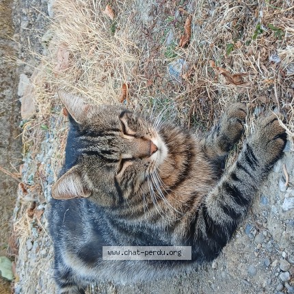 Photo 1/1 simba Chat perdu à Saint Lys