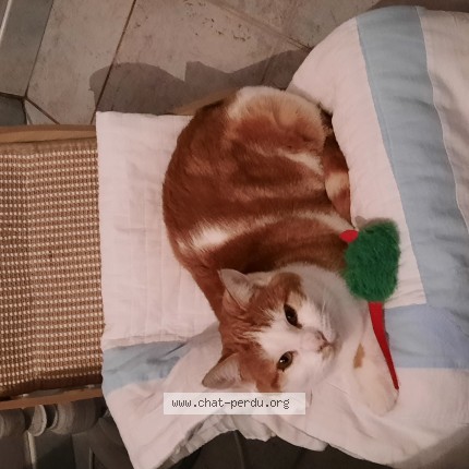 Photo de chat perdu à Albert
