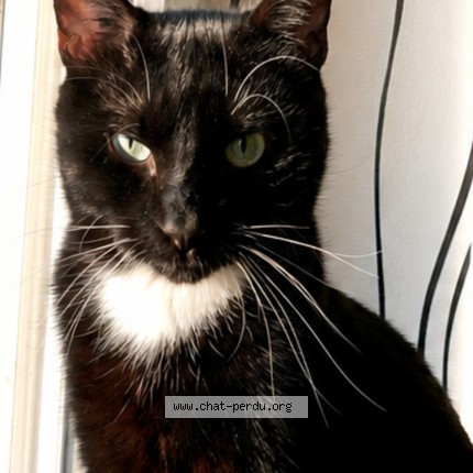 Photo 1/1 Merlin Chat perdu à Longvic
