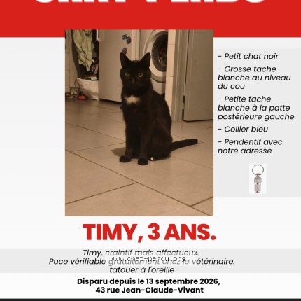Photo 1/1 Chat retrouvé Perdu à Villeurbanne