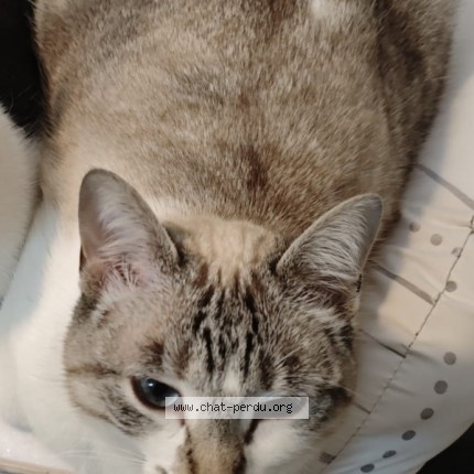 Photo 1/1 Xéna Chat perdu à Rieux Minervois