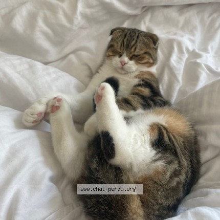 Photo de chat perdu à St Leger De Linieres