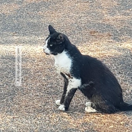 Photo 2/3 Chat trouvé Trouvé à Paris