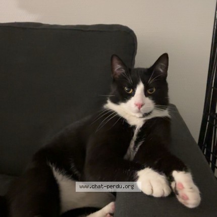 Photo de chat perdu à Agen