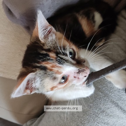 Photo de chat perdu à Bagneux