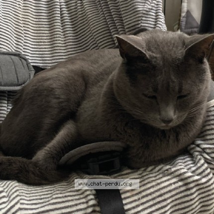 Photo 1/1 Mushu Chat perdu à Bordeaux