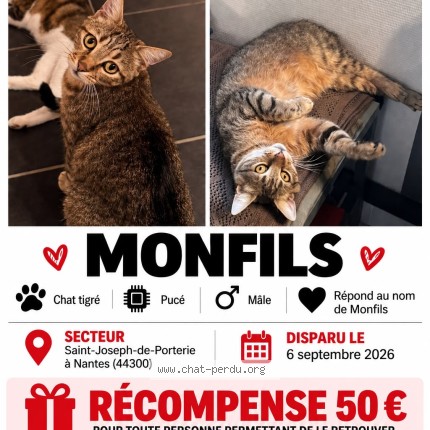Photo de chat perdu à Nantes