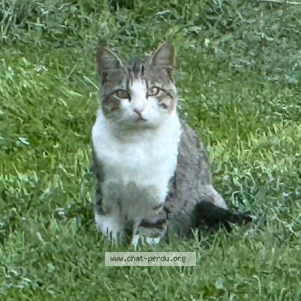 Photo 2/2 Chat trouvé Trouvé à Saint Lambert Des Bois