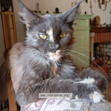 Photo de chat perdu à La Chapelle Heulijn