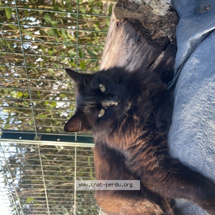 Photo 1/1 Chat retrouvé Perdu à Radon Ecouves