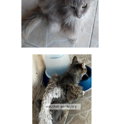Photo de chat perdu à Gignac La Nerthe