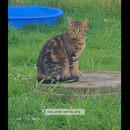 Photo de chat perdu à Buigny L Abbe