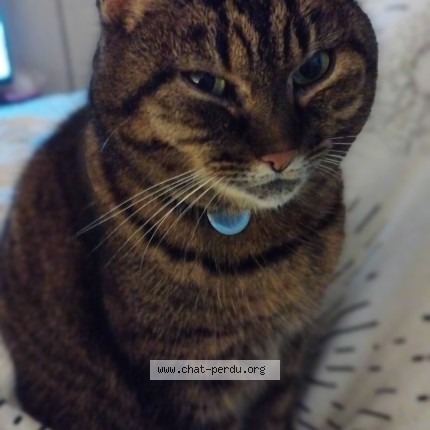 Photo de chat perdu à Cognac