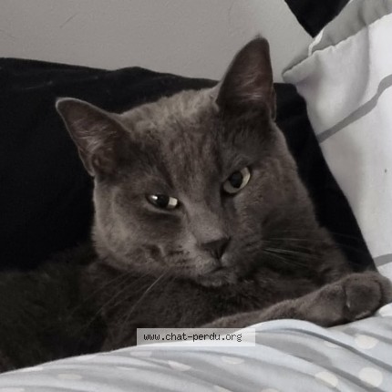 Photo 1/1 Chat retrouvé Perdu à Noeux Les Mines