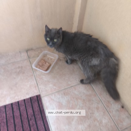Photo 1/1 Chat trouvé Trouvé à Martigues