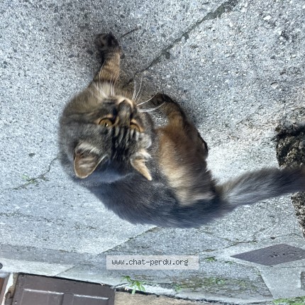 Photo 1/1 Chat trouvé Trouvé à Annecy