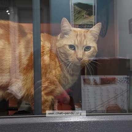 Photo de chat perdu à Dreffeac