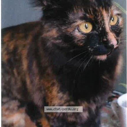 Photo 1/1 Chat d'Oc Chat perdu à Monferran Saves