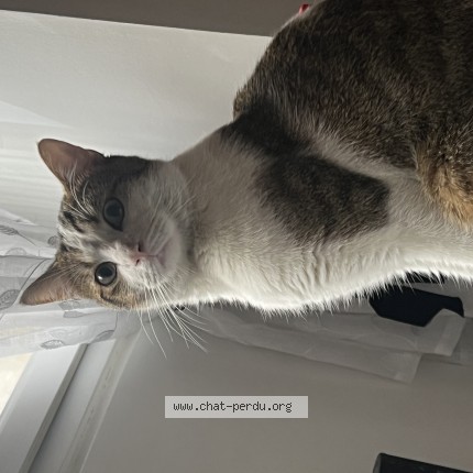 Photo 1/1 Chat trouvé Trouvé à Paris